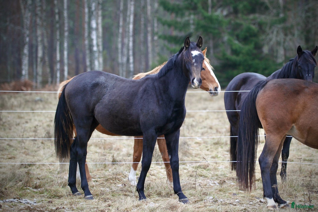 Fälttävlan hästar till salu: Underbart trevlig 1,5 åring e Cornettino Ask - Annons 2