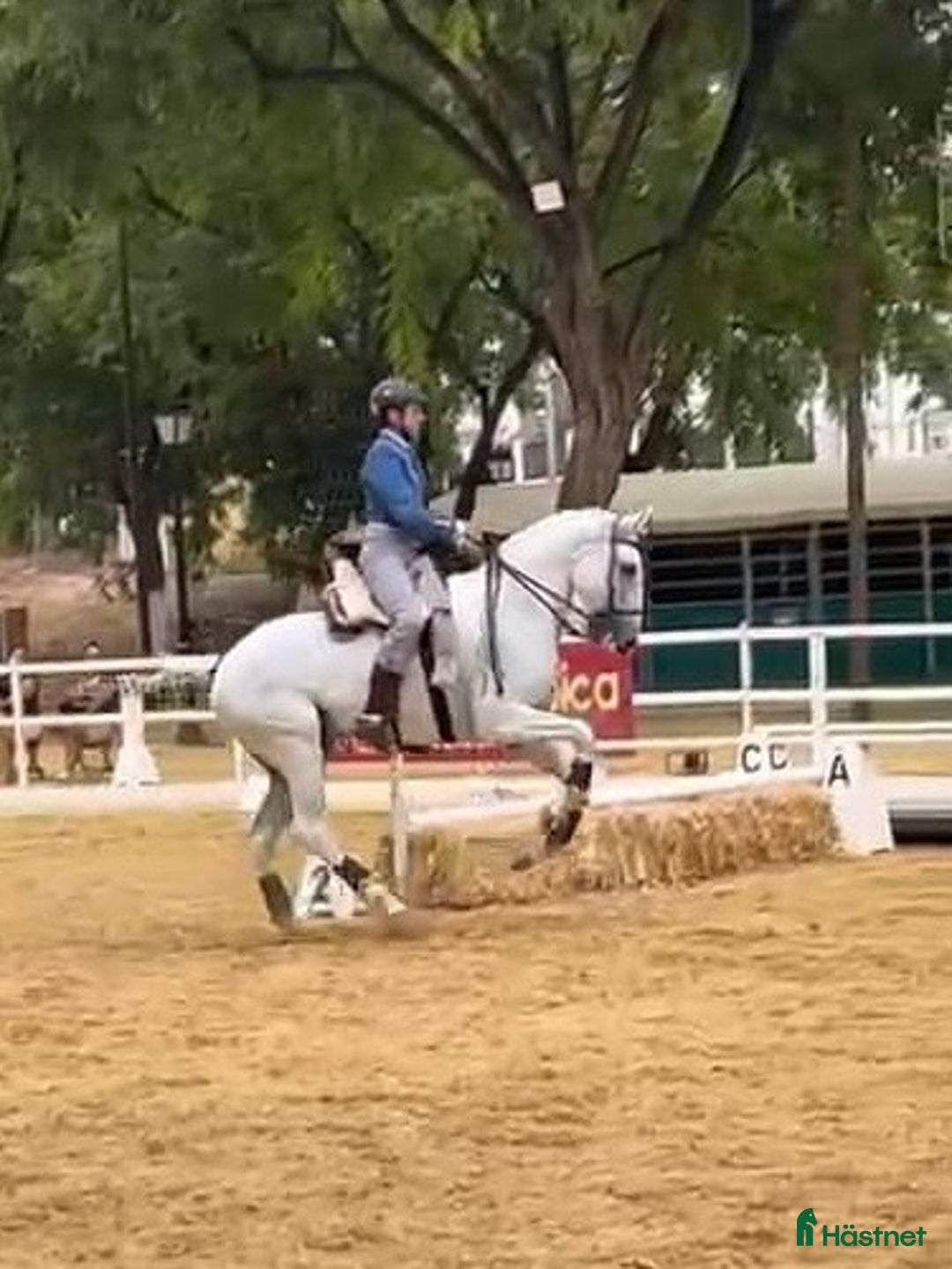 Dressyr hästar till salu: Etablerad Grand Prix valack i Coín - Annons 3