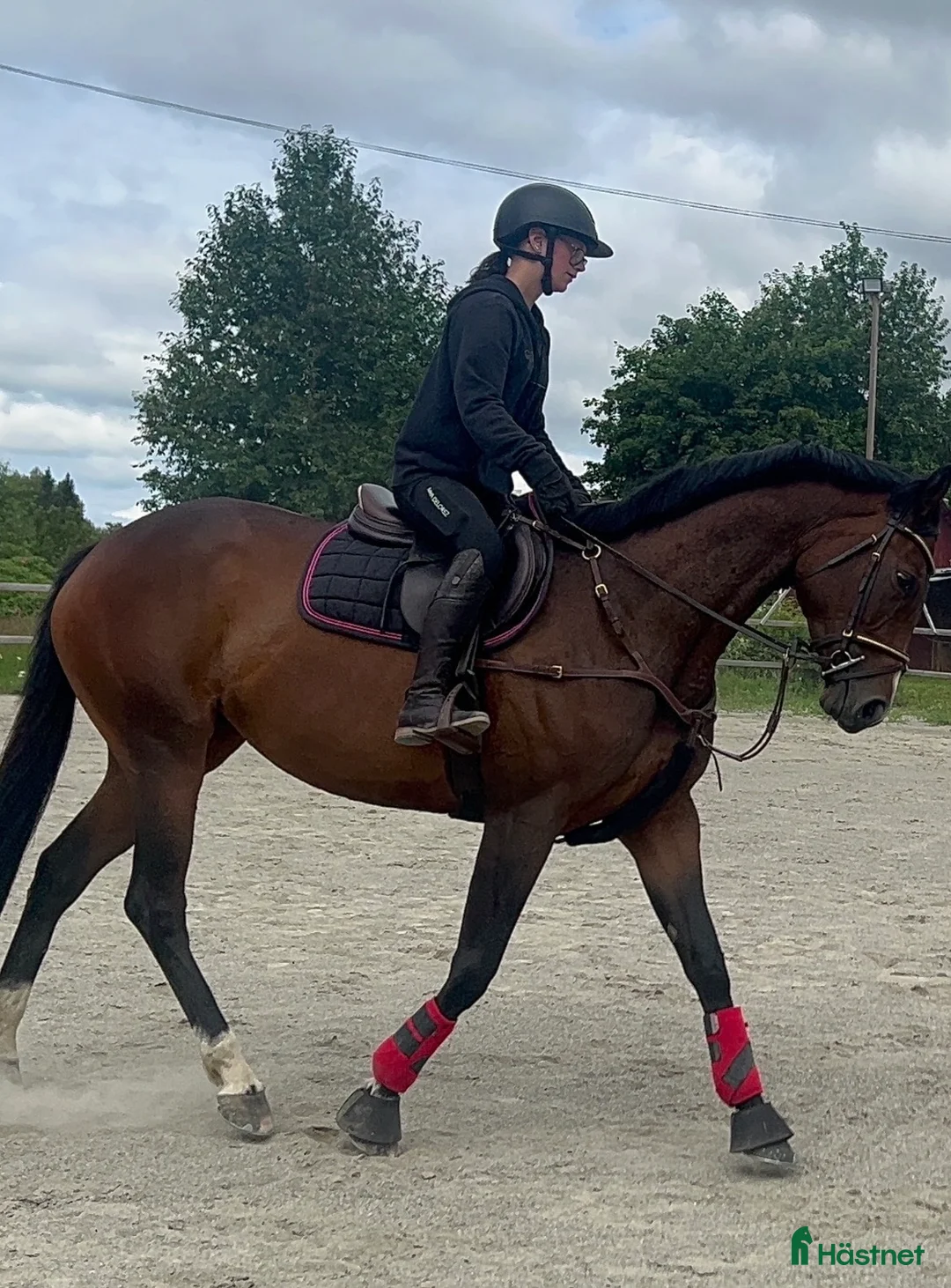 Allround hästar till salu: Socialt och trevligt sto med framtiden för sig - Annons 3