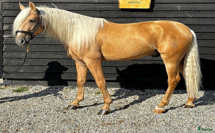  hästar Fantastisk Allround Andalusier-Valack i Nossebro - Annons 4