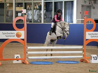 hästar Ponny för framtiden - Annons 1