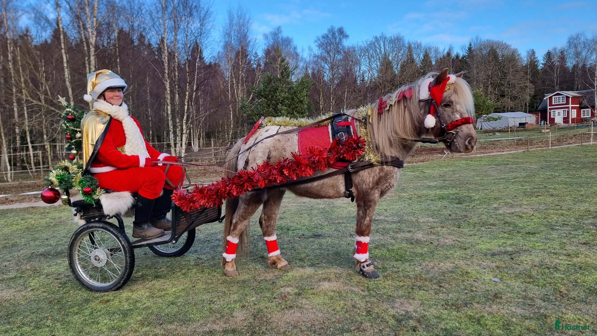  foderhäst Pigg B-ponny för körning och annat kul  i Hasslö - Annons 3