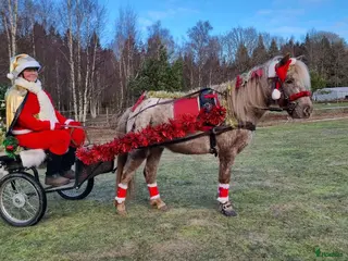 foderhäst Pigg B-ponny för körning och annat kul i Hasslö - Annons 9