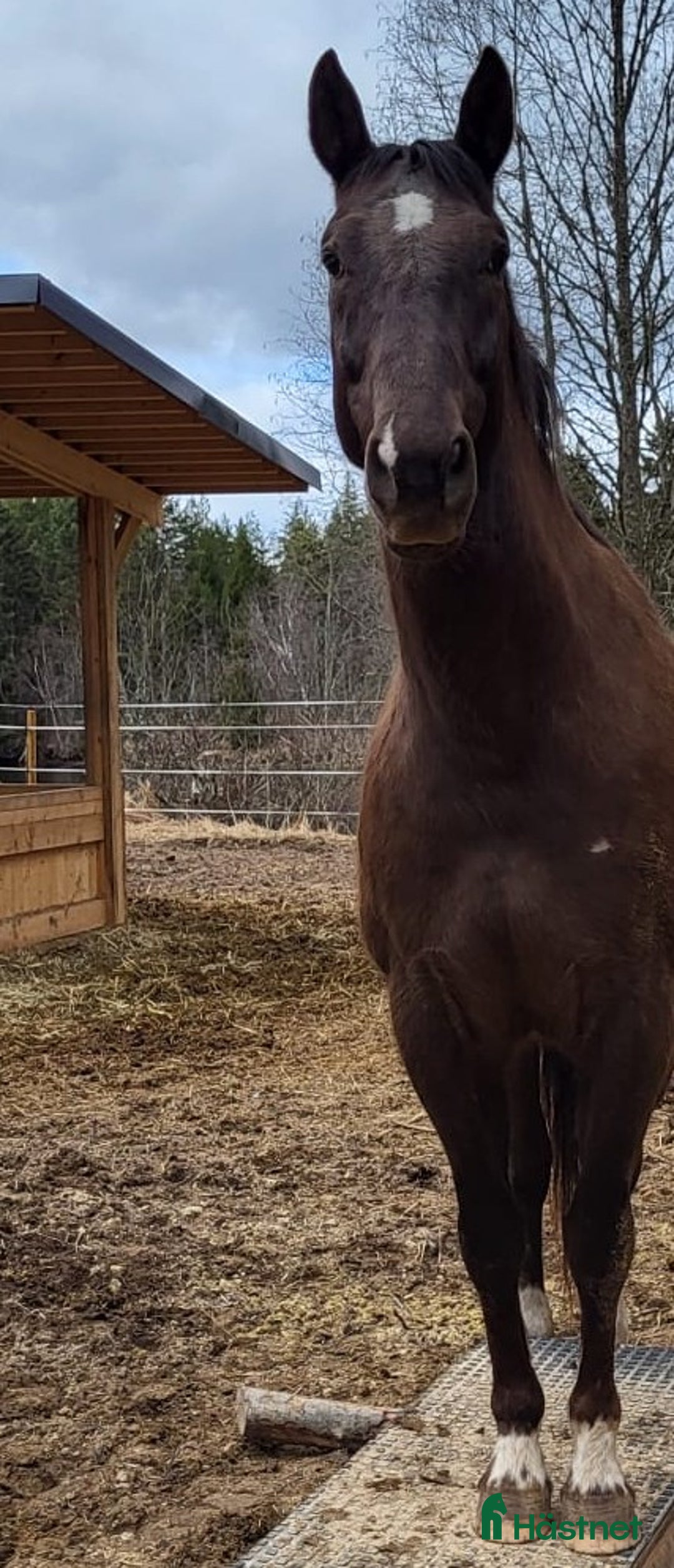 Allround hästar till salu: Max söker ett nytt hem i Munkfors - Annons 3