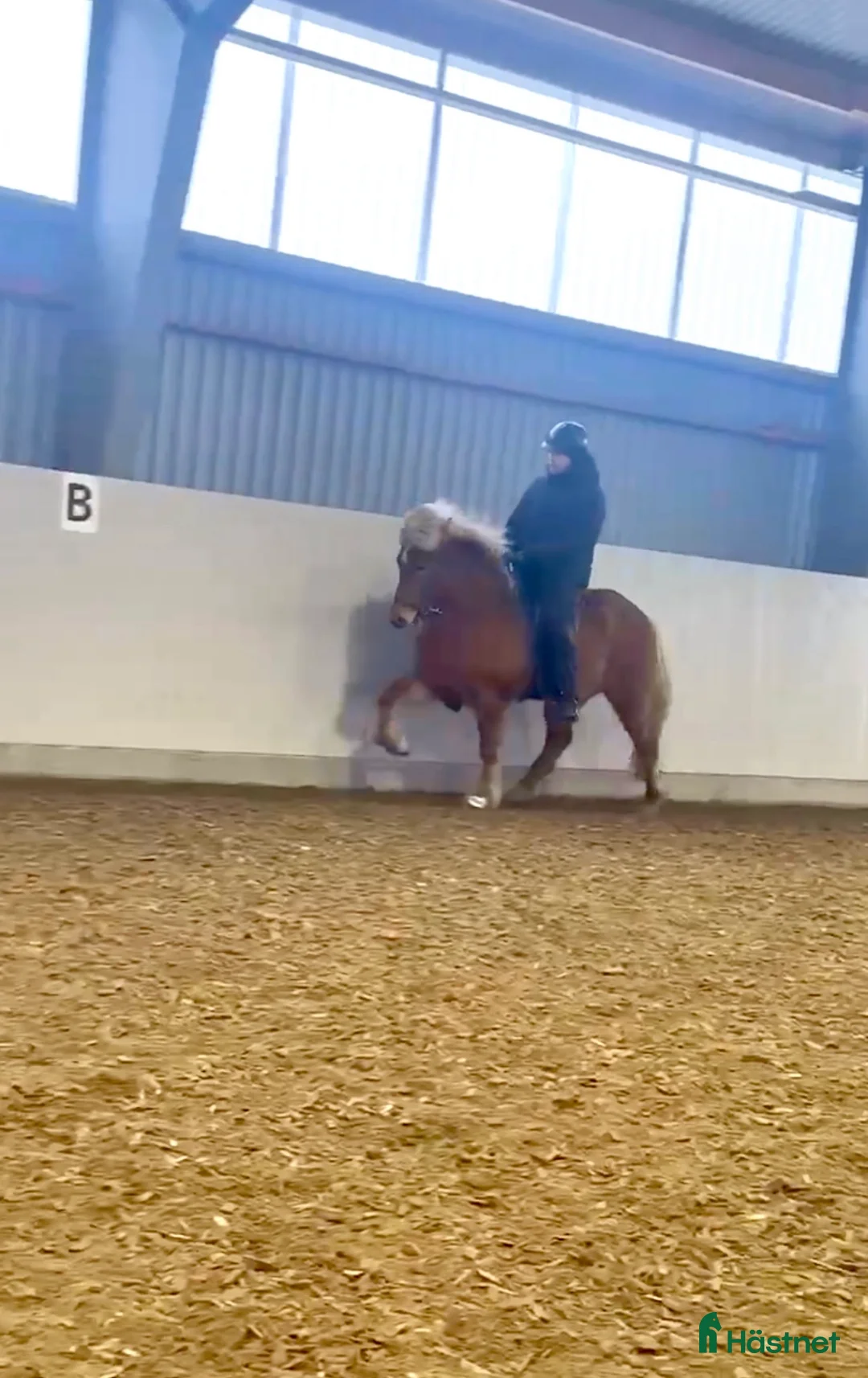 Island hästar till salu: Trevlig valack med utvecklingspotential. - Annons 2