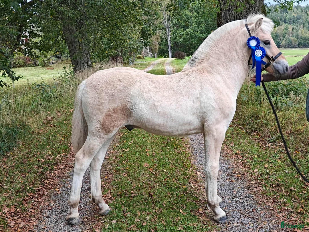 Allround hästar till salu:  3 Fjordhingstar i Långserud - Annons 2