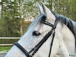 hästar Vackert PRE sto för dressyr/avel i Blentarp - Annons 1