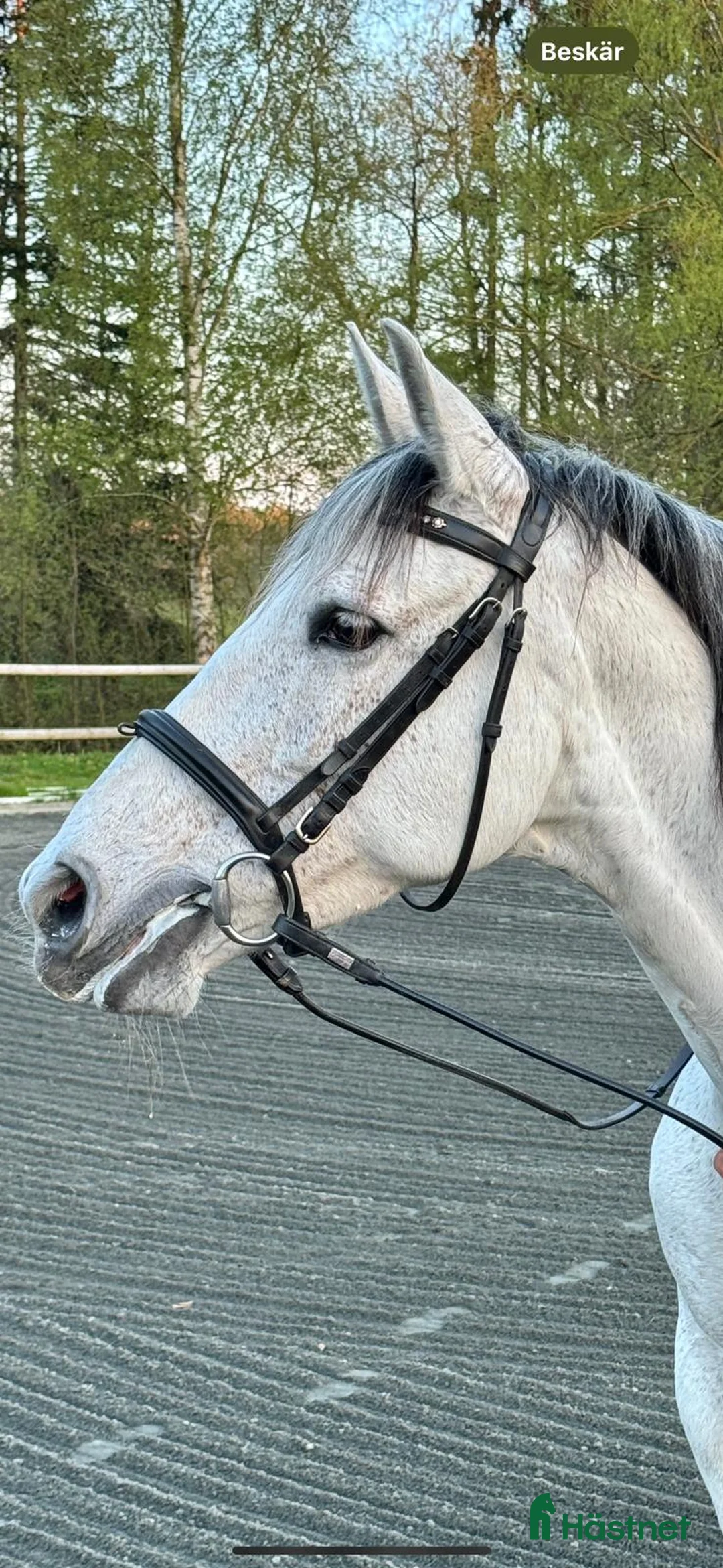 Dressyr hästar till salu: Vackert PRE sto för dressyr/avel i Blentarp - Annons 1