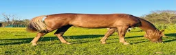 Island hästar till salu: Ungsto av rasen Tennesse Walker säljes!  - Annons 3