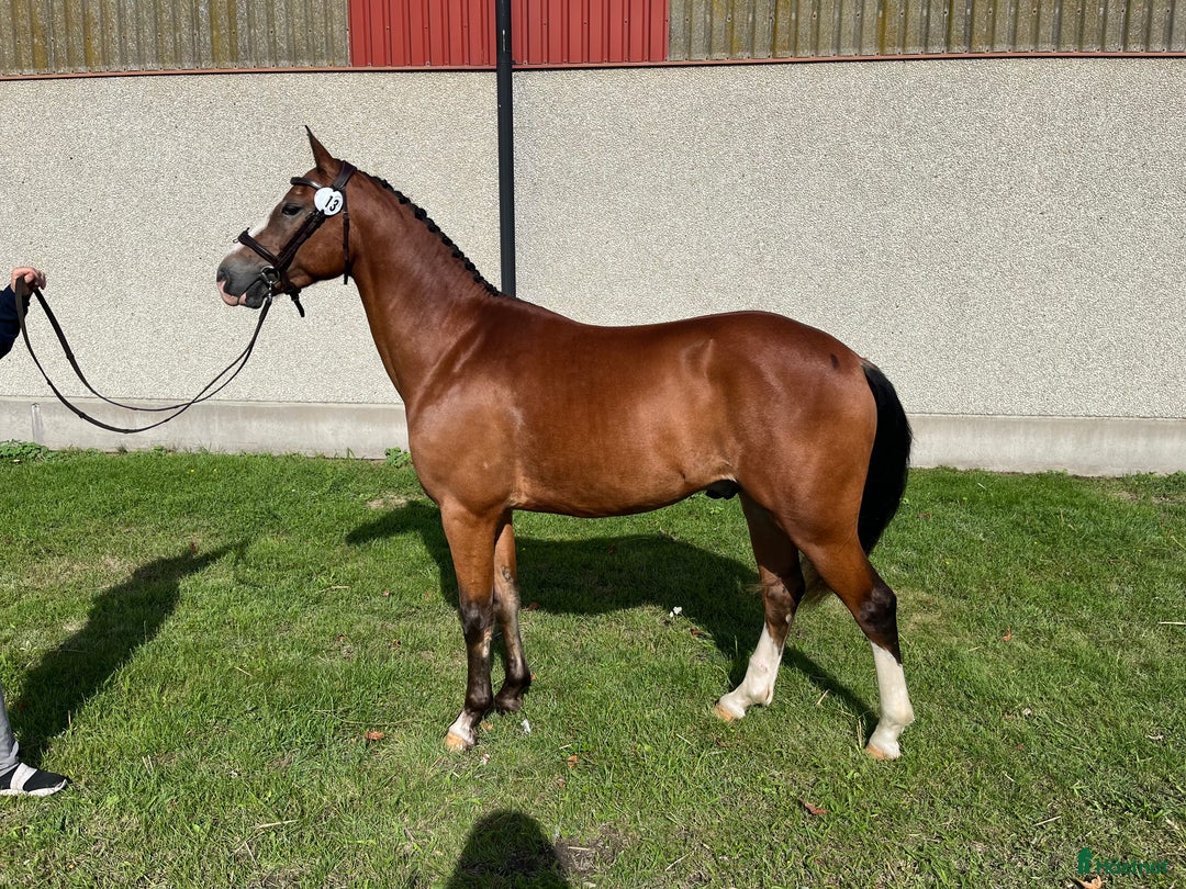 Hoppning hästar till salu: Blivande elitponny för mästerskap i Önnestad - Annons 4