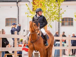 hästar Positiv häst med energi i kroppen. - Annons 8