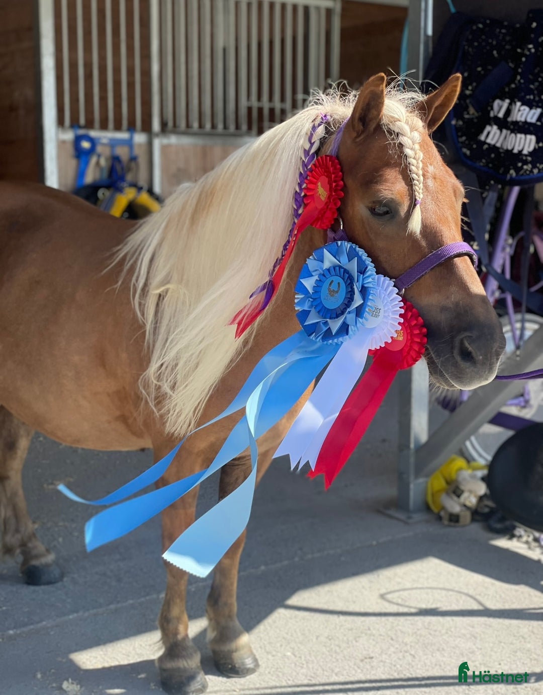 Allround hästar till salu: Gläntans Dacar i Mora - Annons 8