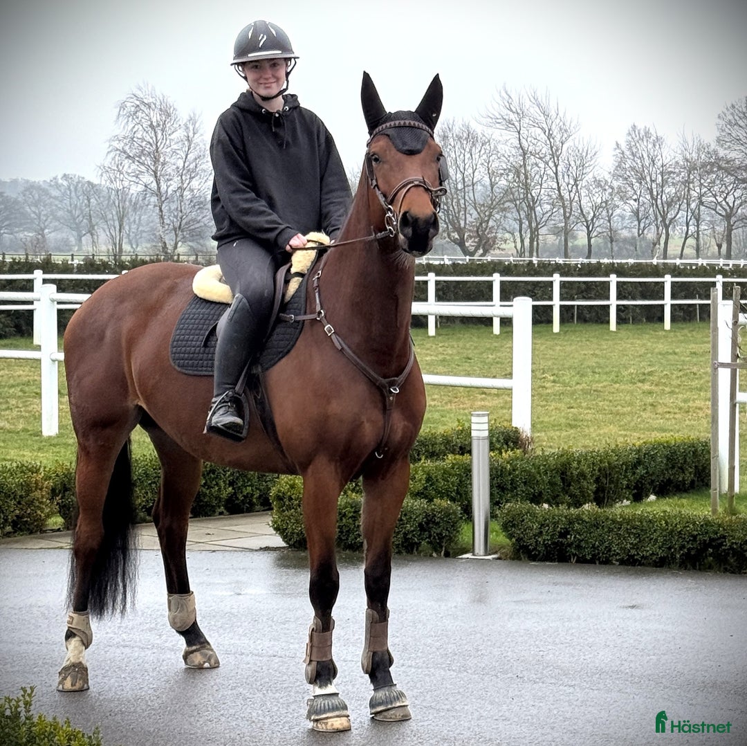 Hoppning hästar till salu: Hoppsto med stor kapacitet i Helsingborg - Annons 4