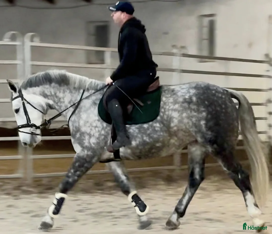 Allround hästar till salu: Incredible looking Allrounder for New Year - Annons 2