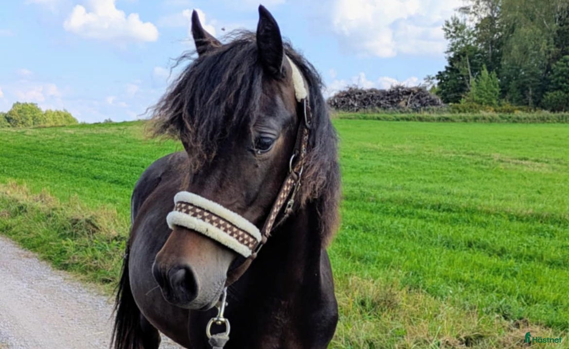  hästar ✨Lovande Welsh Cob Sto med välmeriterad stam i Vingåker - Annons 17