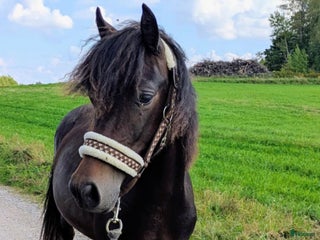 hästar ✨Lovande Welsh Cob Sto med välmeriterad stam i Vingåker - Annons 2