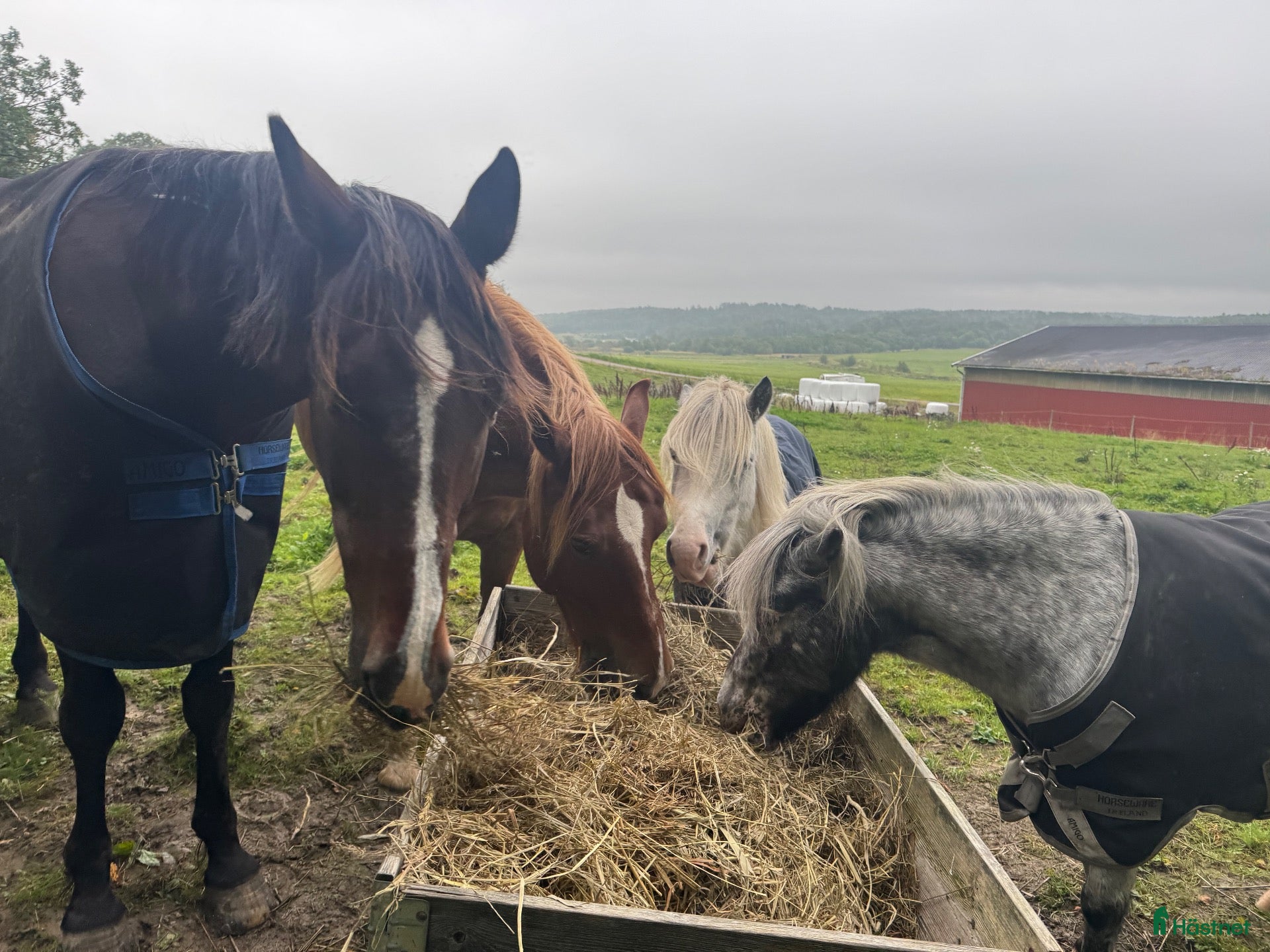  stallplats Plats på lösdrift i Lindome för valack  - Annons 7
