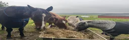 stallplats finnes: Plats på lösdrift i Lindome för valack  - Annons 1