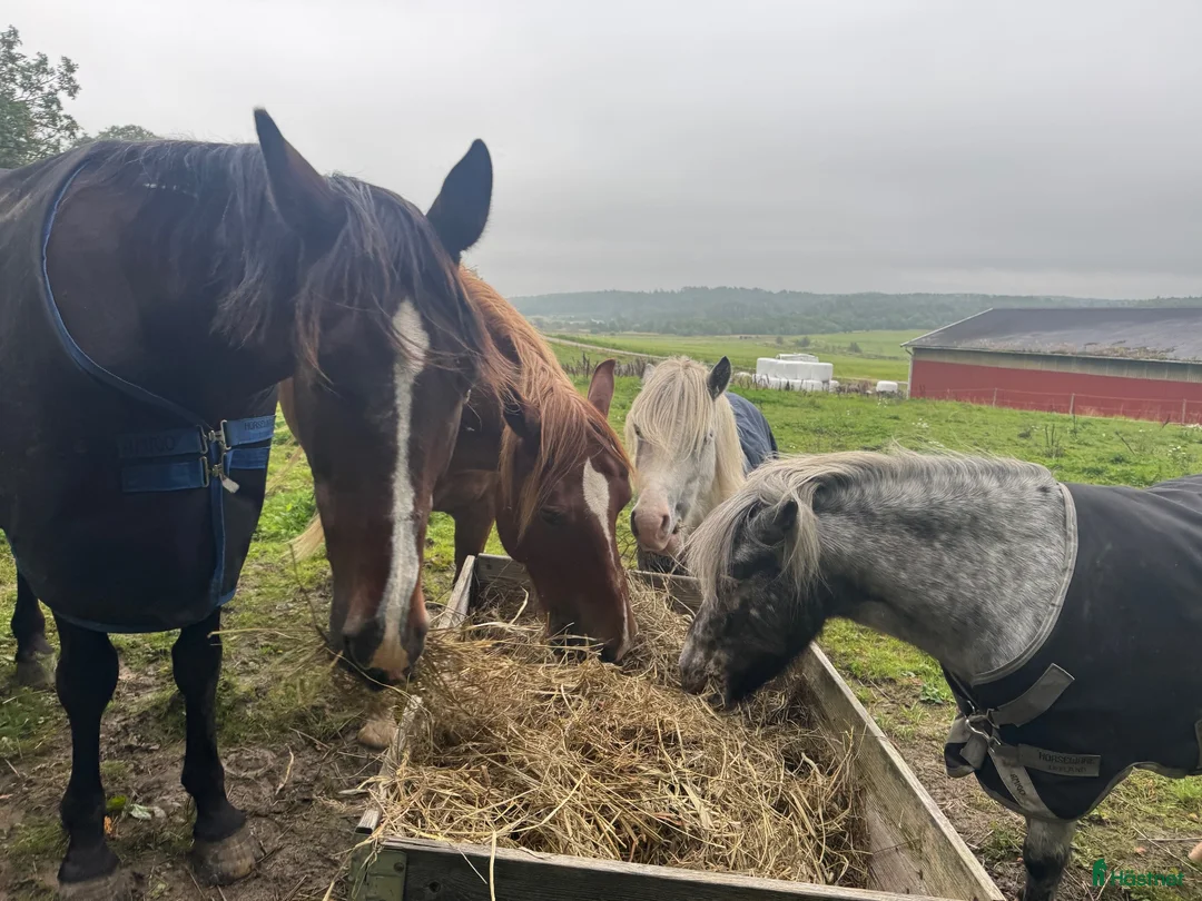  stallplats finnes: Plats på lösdrift i Lindome för valack  - Annons 1