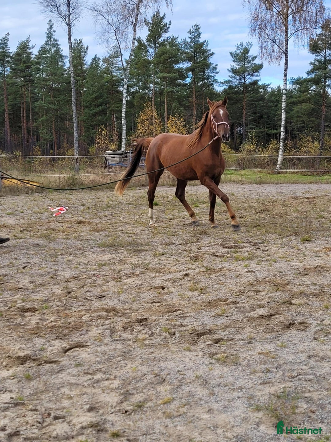 Allround hästar till salu: Angloarab  i Vislanda - Annons 3