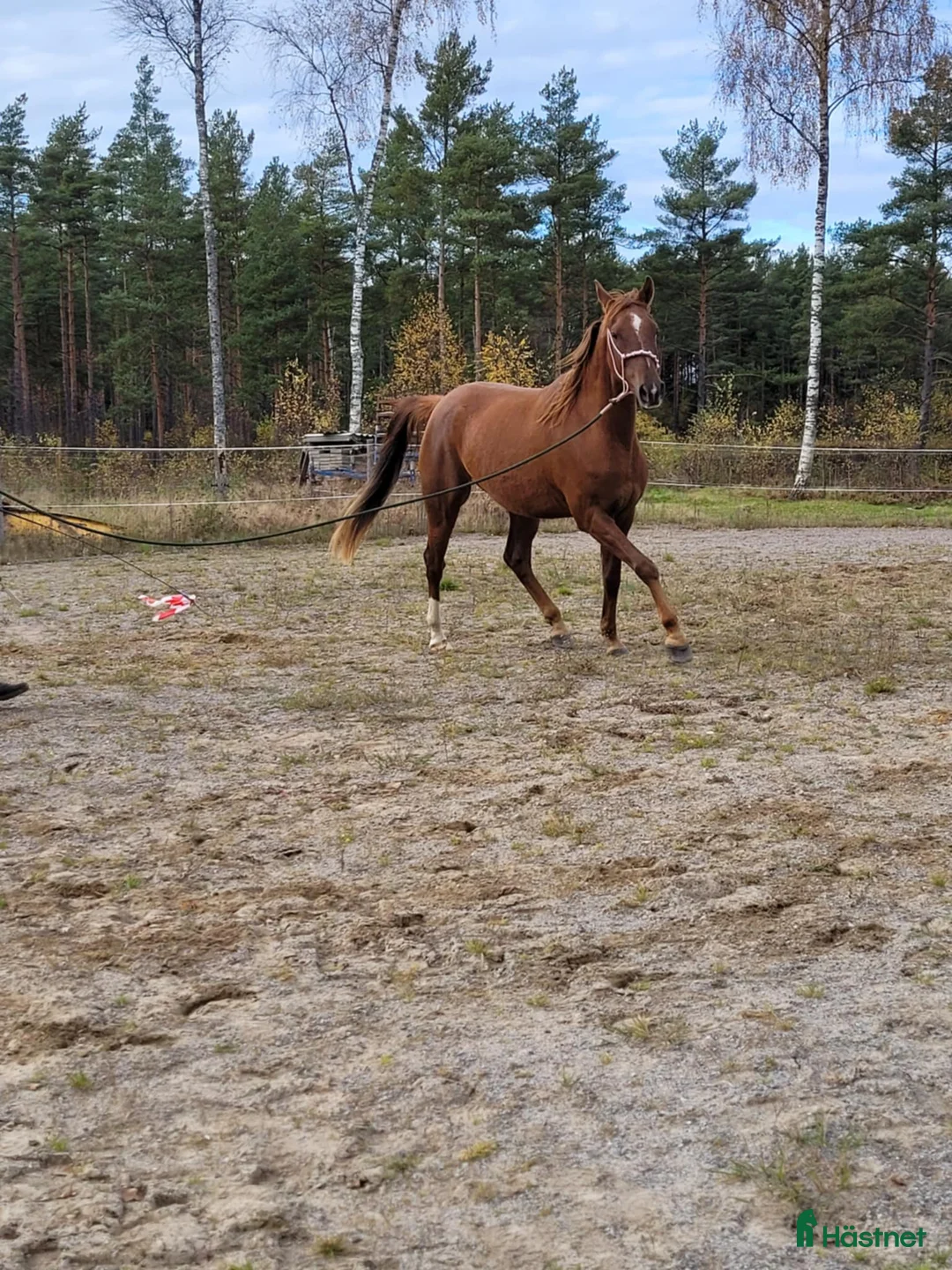 Allround hästar till salu: Angloarab  i Vislanda - Annons 3