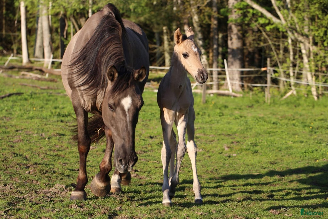 Allround hästar till salu: Vacker kigermustang i Kil - Bild 5