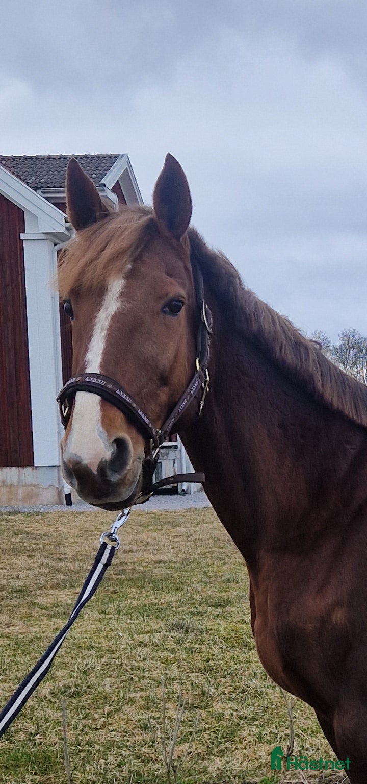  hästar Fint fux sto - Annons 5