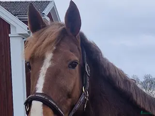 hästar Fint fux sto - Annons 5