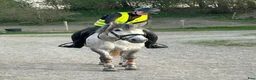 Allround hästar till salu: Verksamhet/mor- och dotterponny - Annons 2