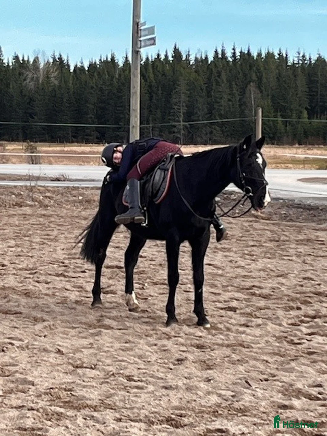 Allround hästar sökes: Allaround pony - Annons 1