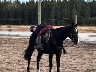 hästar Allaround pony - Annons 1