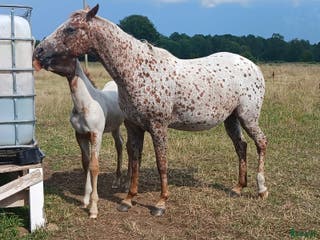 hästar Appaloosa mare for sale i Sösdala - Annons 8