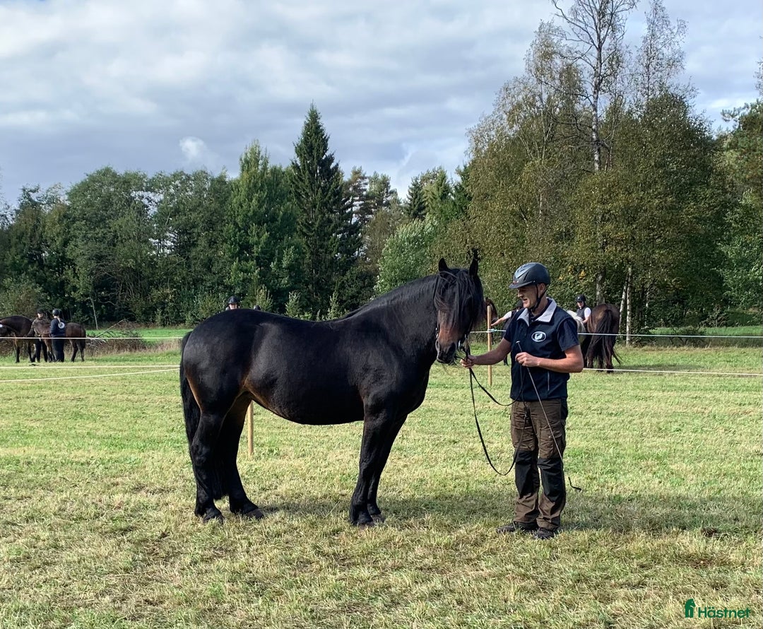 Körning hästar till salu: Nordsvenskt stoföl till salu i Eksjö - Annons 8