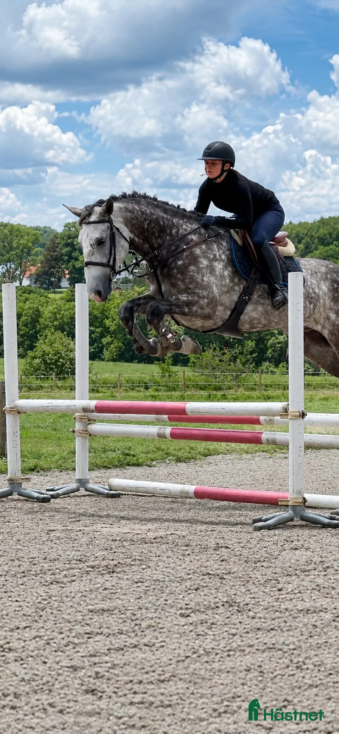 Allround hästar till salu: Lyxig träningskompis🌟 - Annons 2