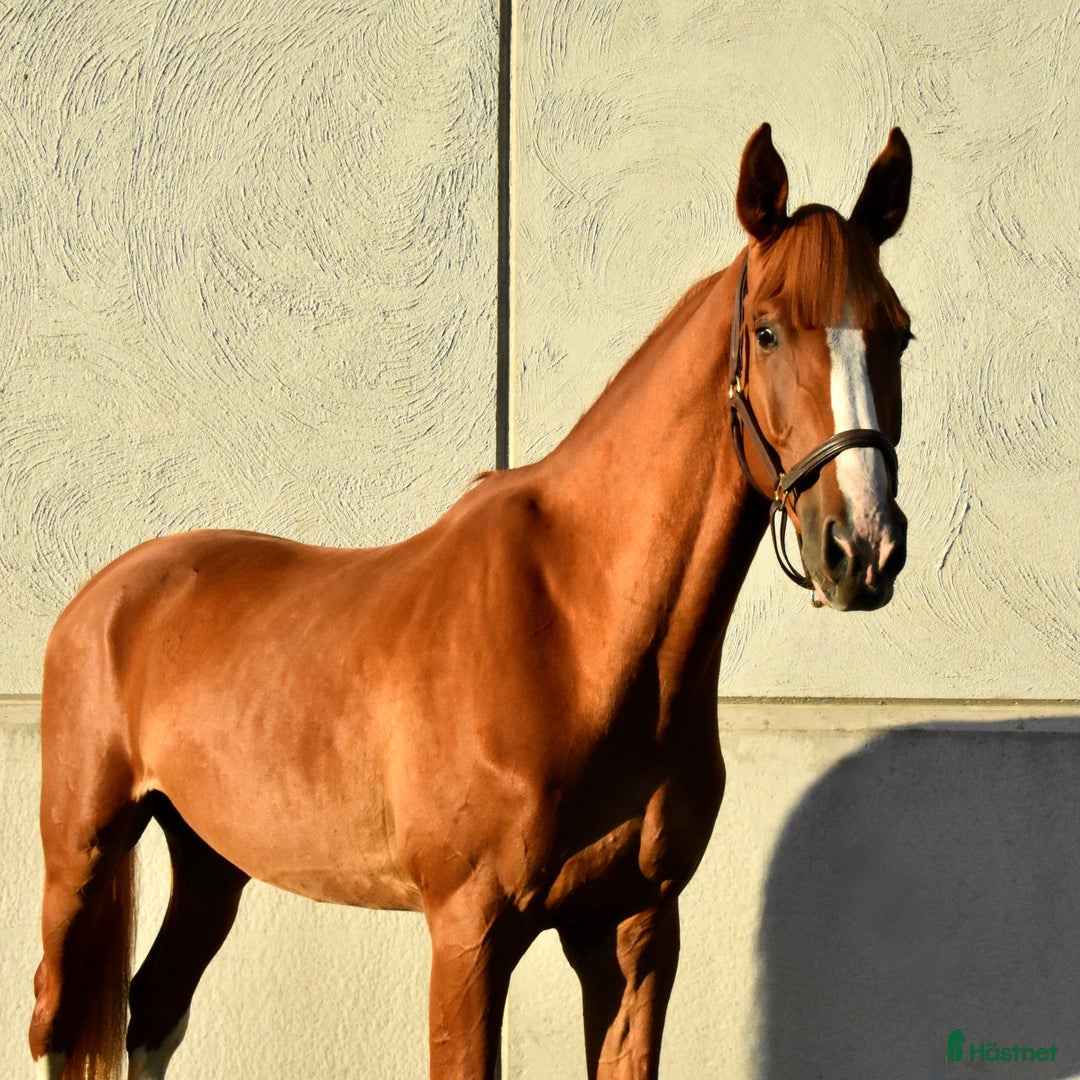 Dressyr hästar till salu: Ädel valack i Ljungby - Annons 1