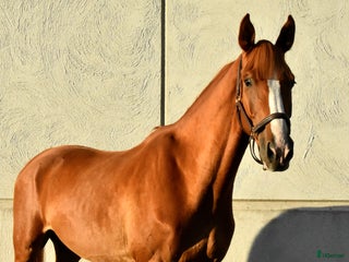 Dressyr hästar till salu: Ädel valack i Ljungby - Annons 1