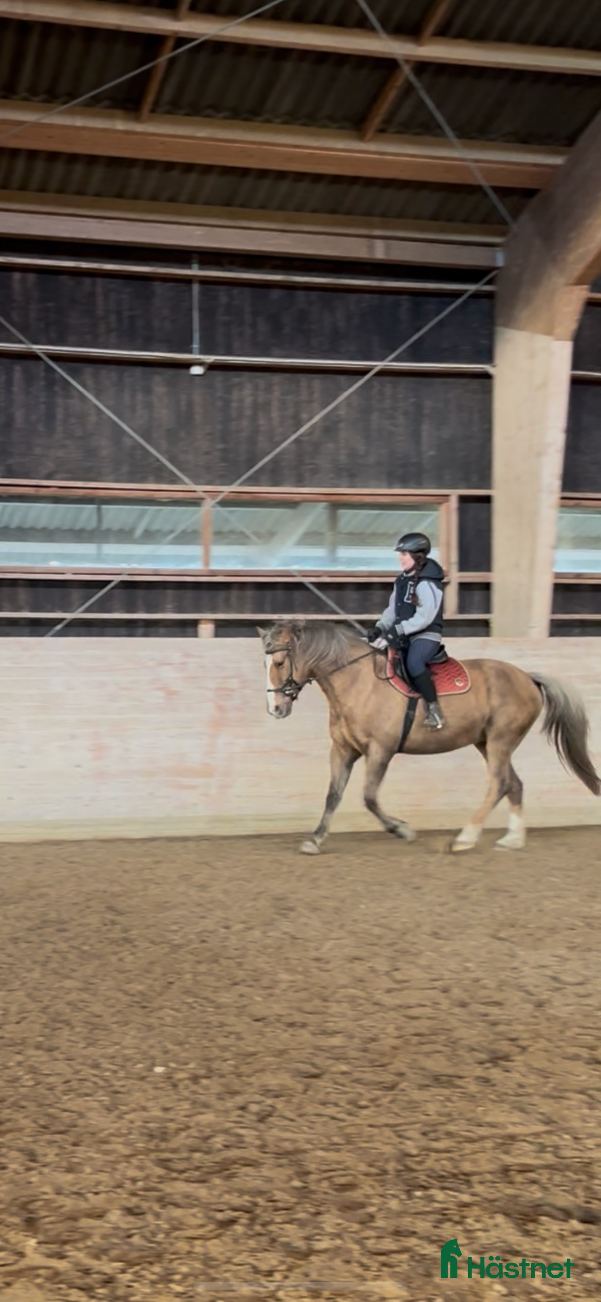  hästar Allroundhäst för rätt hem  - Annons 1