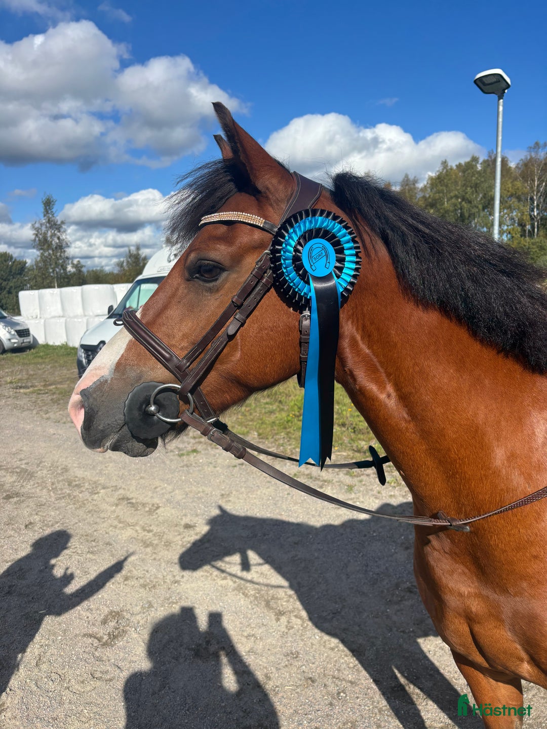 Hoppning hästar till salu: Lovande C-ponny i Bollnäs - Annons 3
