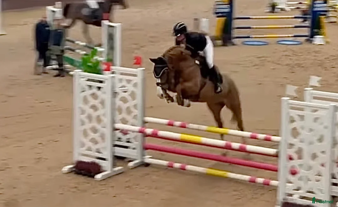 Hoppning hästar till salu: En guldtjej - Annons 1