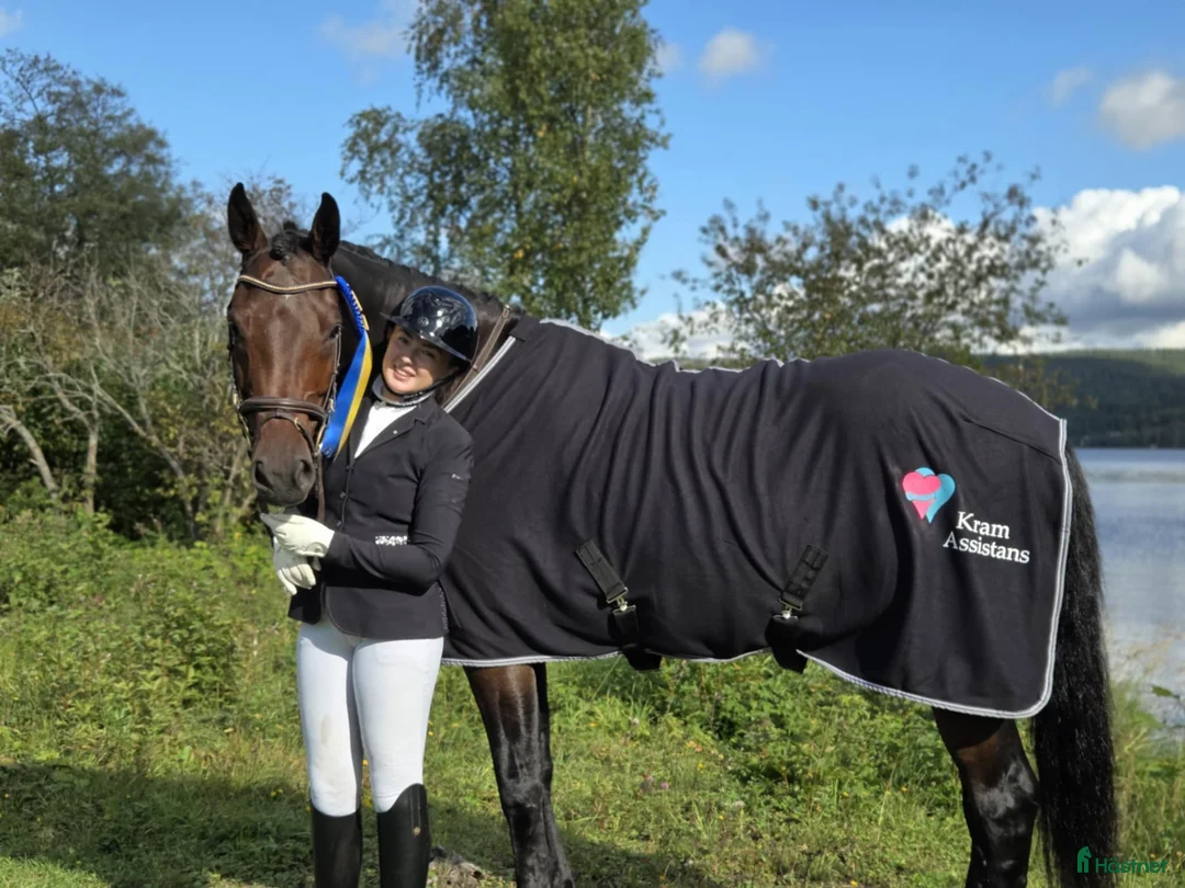 Hoppning hästar till salu: Clifford -18 Children/Juniorhäst i Kramfors - Annons 2