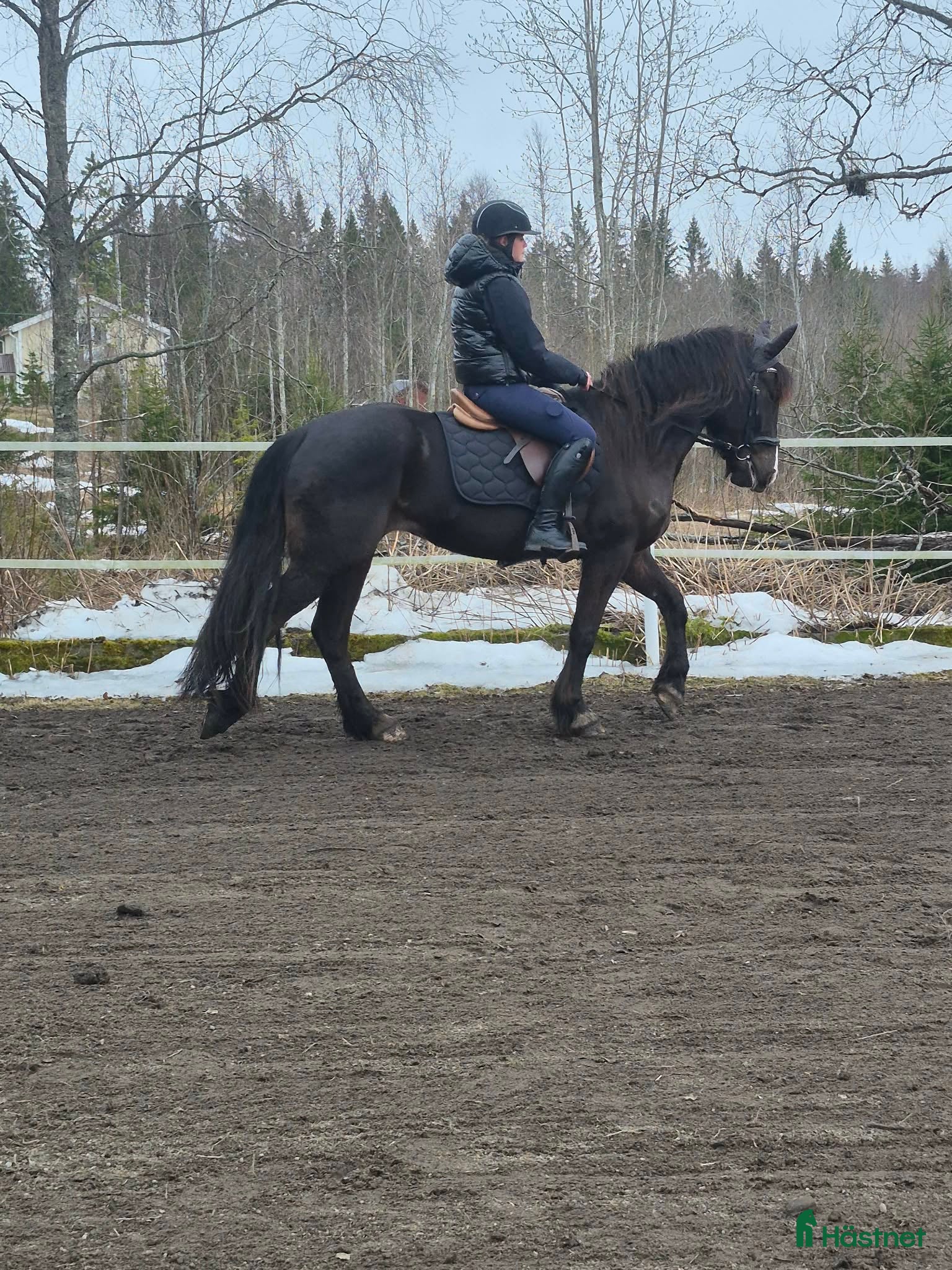  hästar Vackert kallblod med potential  - Annons 1