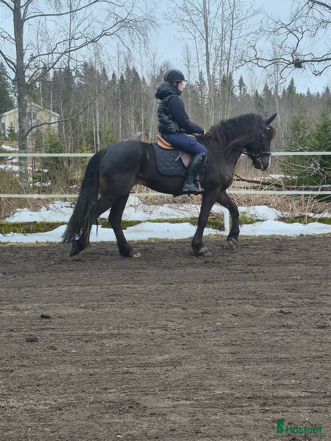 Allround hästar till salu: Vackert kallblod med potential  - Annons 1