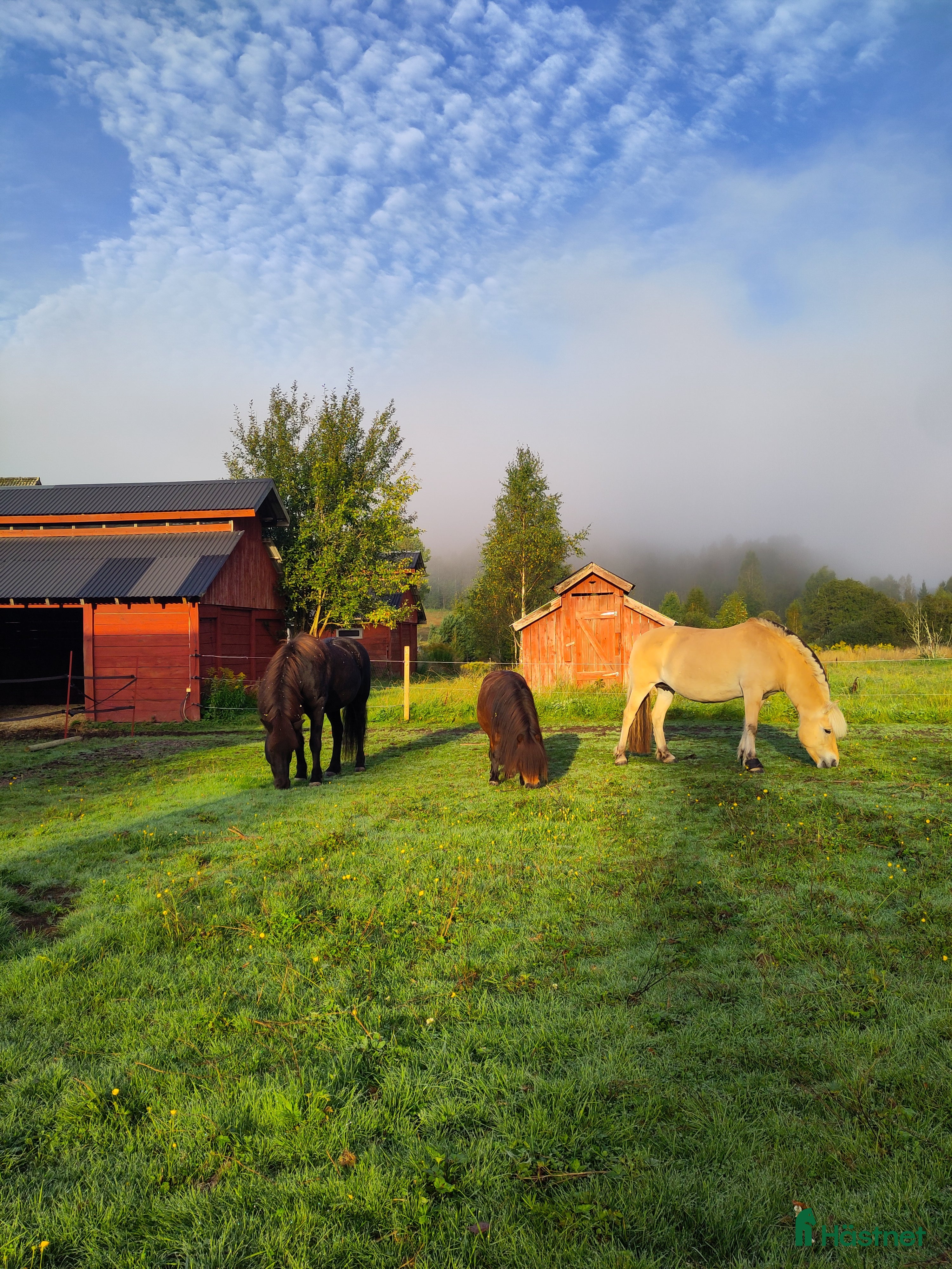 stallplats Två lediga stallplatser i kollektivstall, Karlstad i Karlstad - Annons 20