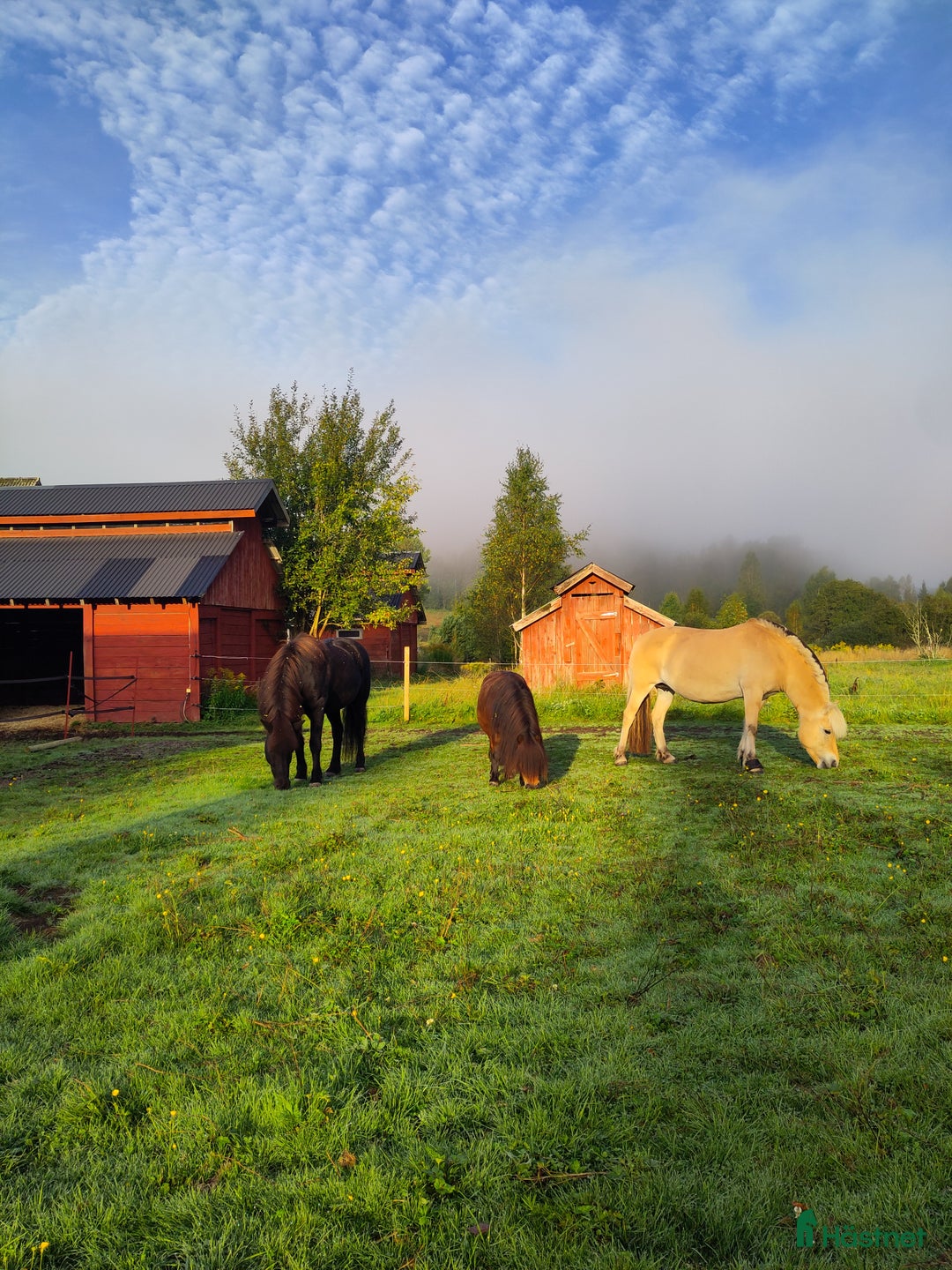  stallplats finnes: Två lediga stallplatser i kollektivstall, Karlstad i Karlstad - Annons 1