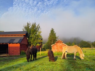 stallplats Två lediga stallplatser i kollektivstall, Karlstad i Karlstad - Annons 20
