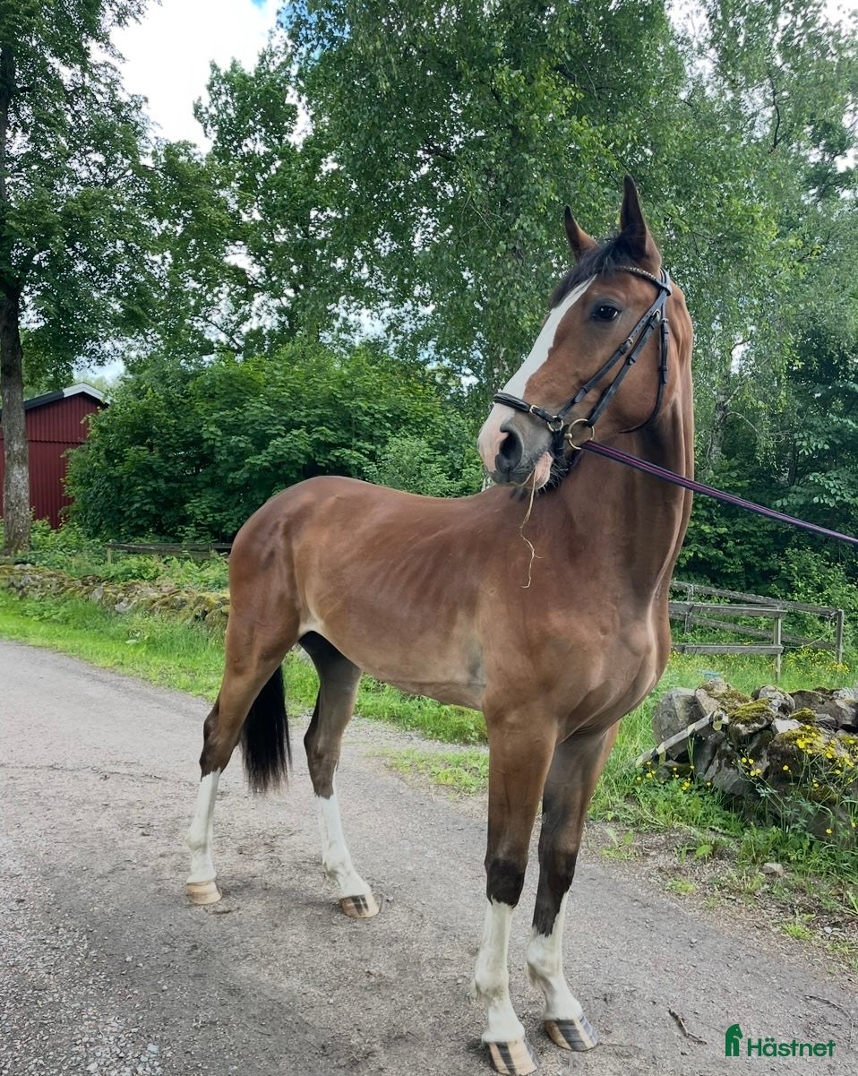  hästar Underbar , positiv ,utvecklingsbar unghäst  - Annons 16