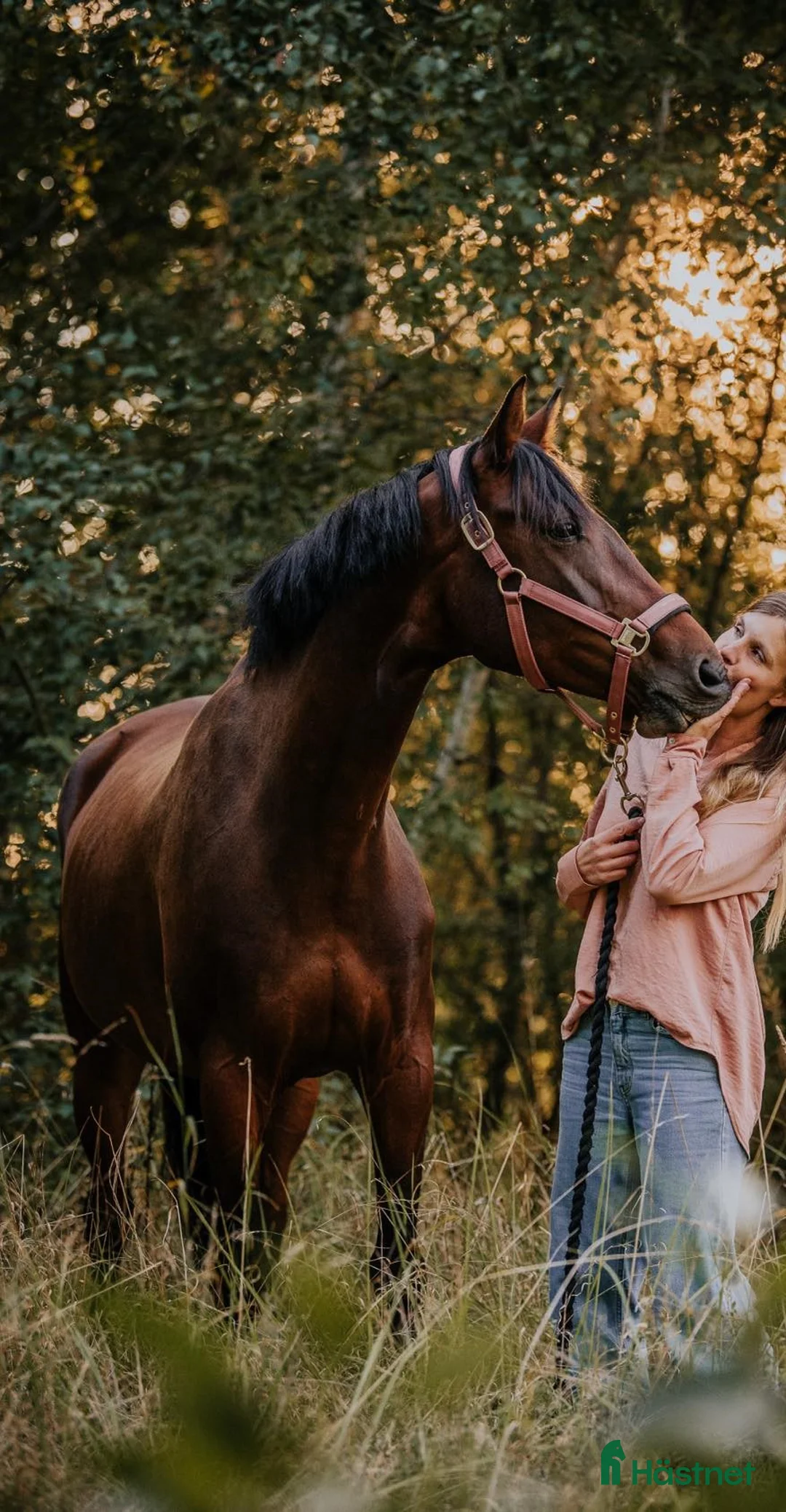 Avelshästar hästar till salu: Swb sto till Avel  i Dalby - Annons 2