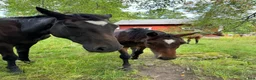  stallplats finnes: Bete med boxplats - Annons 1