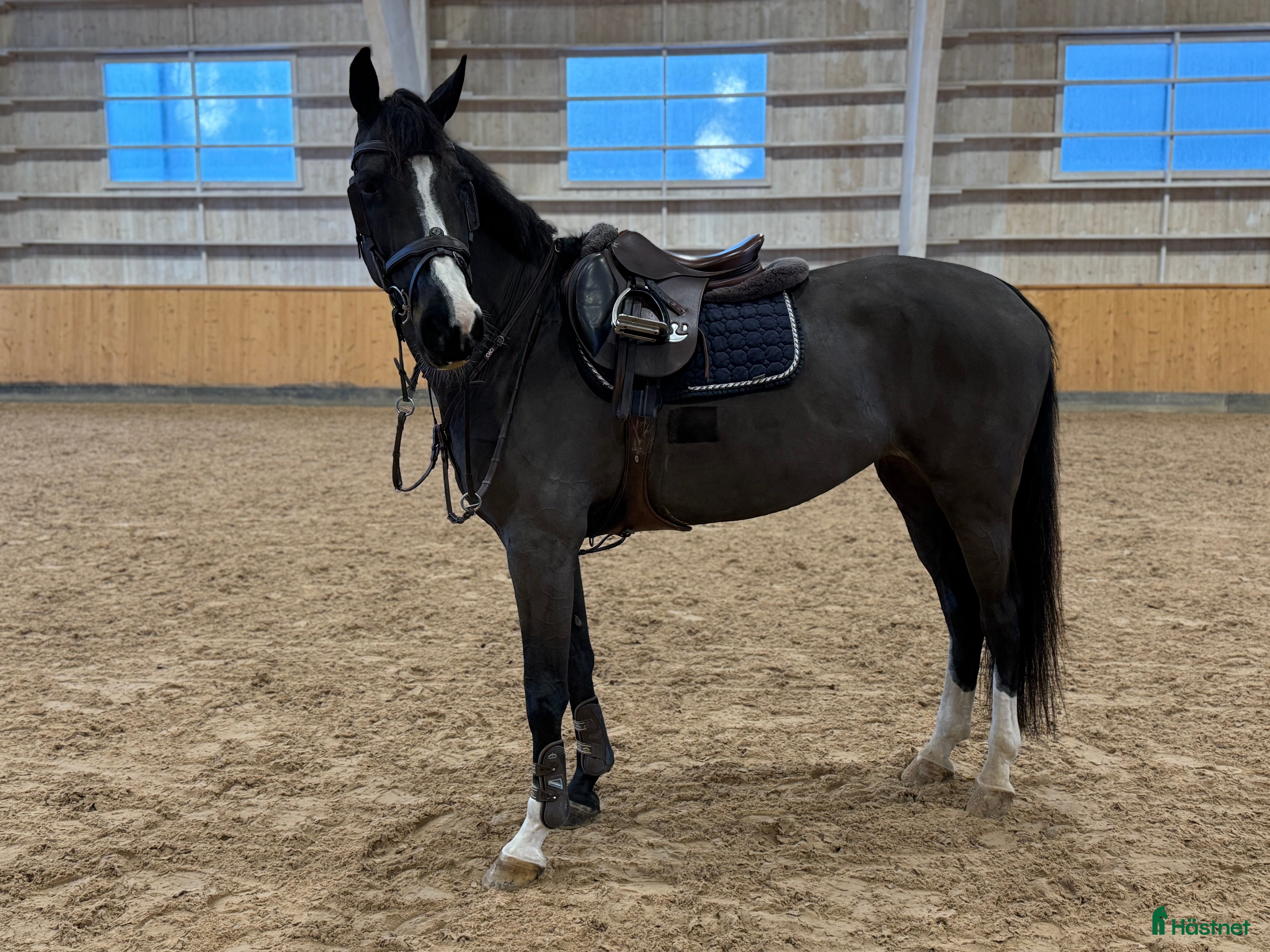 Hoppning hästar till salu: Sto f-14 e Balou du rouet i Furudal - Annons 1