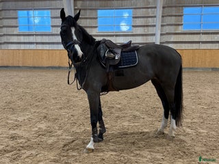 hästar Sto f-14 e Balou du rouet i Furudal - Annons 6